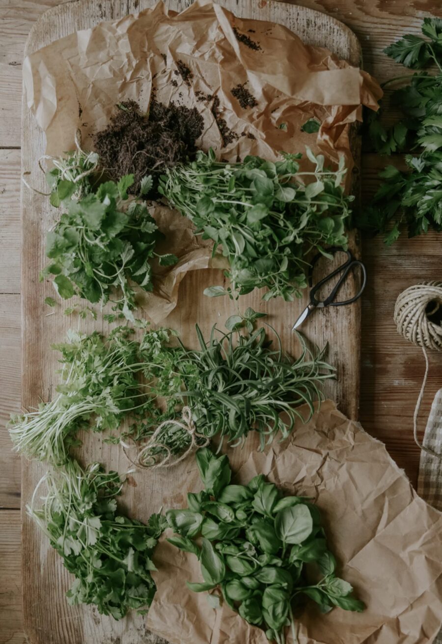 Bundles of wild oregano and thyme drying