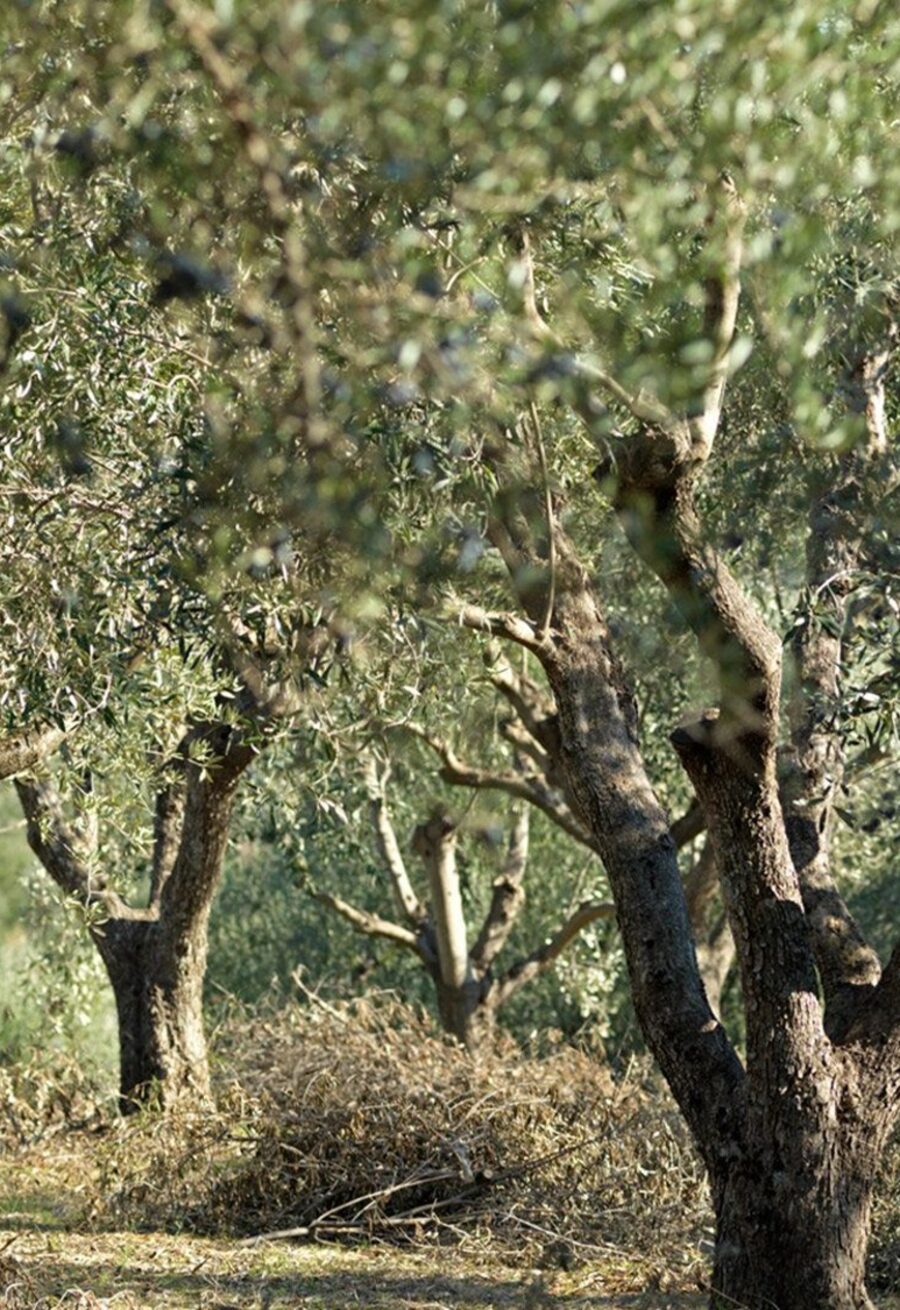Koroneiki olive trees on a Messinian hillside